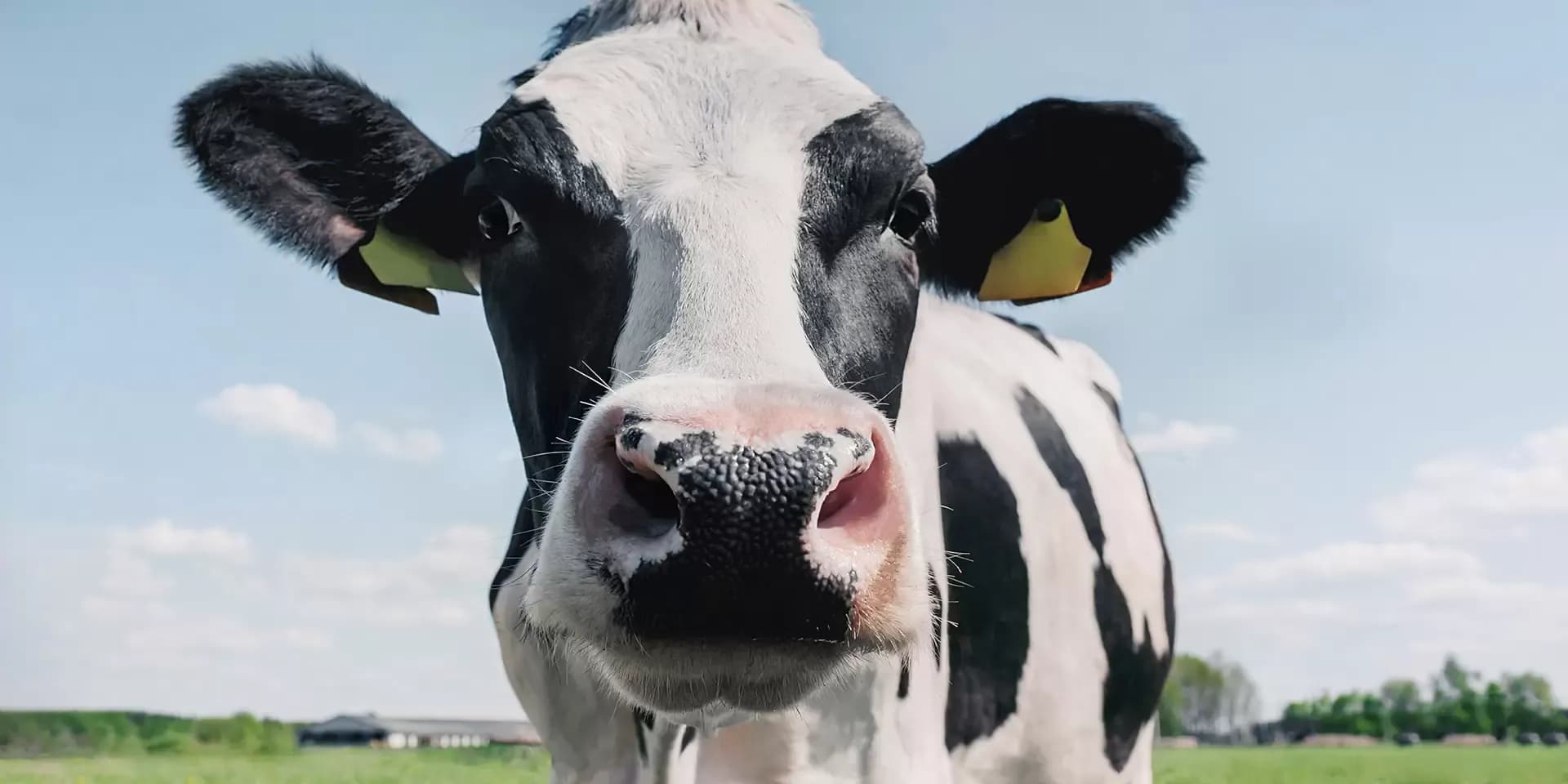 Afbeelding van een koe